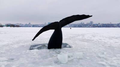 Огромный хвост кита заметили у берега Воронежского водохранилища - vestivrn.ru - Россия - Воронеж