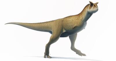 "Безрукий" динозавр. Палеонтологи нашли останки хищника без развитых верхних конечностей - focus.ua - Украина - Аргентина