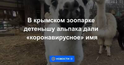Екатерина Гура - В крымском зоопарке детенышу альпака дали «коронавирусное» имя - news.mail.ru