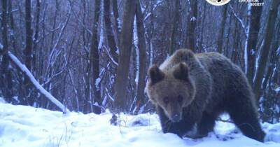 В Карпатах из-за потепления проснулись медведи - prm.ua - Украина
