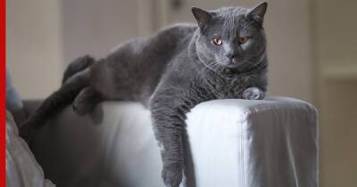 Ласковые тихони: 7 дружелюбных пород кошек, которые мало шумят и мяукают - profile.ru - Гавана