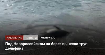 Под Новороссийском на берег вынесло труп дельфина - kubnews.ru - Анапа - Сочи - Краснодарский край - Новороссийск - Новороссийск - Геленджик