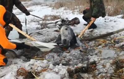Лошадь провалилась под лед: ее спасли сотрудники МЧС - ont.by - Белоруссия