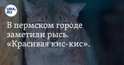 В пермском городе заметили рысь. «Красивая кис-кис». Фото - ura.news - Пермь - Пермский край