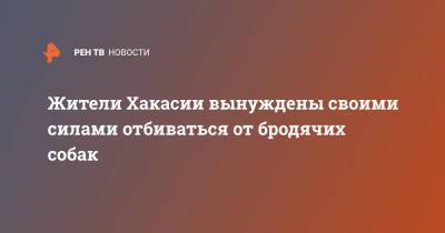 Жители Хакасии вынуждены своими силами отбиваться от бродячих собак - ren.tv - Россия - респ. Хакасия