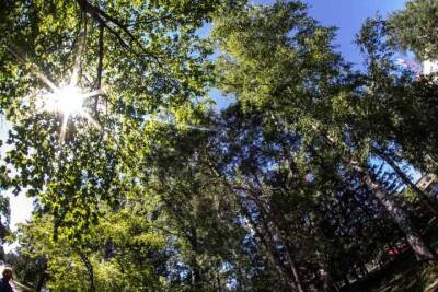 Более 9 тыс. видов деревьев на Земле еще не открыты — ученые - tayga.info - США - Австралия