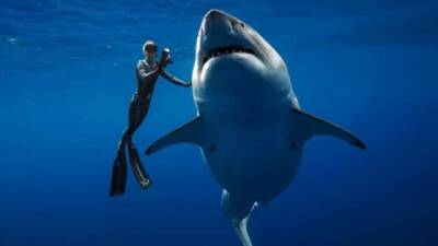 Австралия - Впервые за 60 лет в Сиднее белая акула напала на человека - enovosty.com - Австралия - По