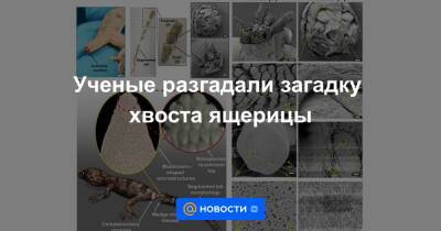 Ученые разгадали загадку хвоста ящерицы - news.mail.ru - Нью-Йорк - Абу-Даби