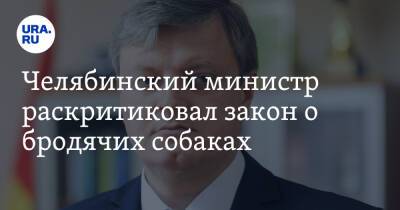 Челябинский министр раскритиковал закон о бродячих собаках - ura.news - Челябинская обл. - Челябинск