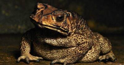Австралия - Хорошо обжились. На Мадагаскаре азиатские жабы поставили под угрозу вымирания местную фауну - focus.ua - Украина - Австралия - Мадагаскар