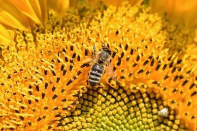 Дикие медоносные пчелы все еще живут в Европе - mk.ru - Германия - Spain