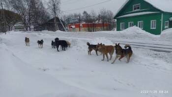 Жители Вожеги грозятся открыть охоту на бродячих псов - vologda-poisk.ru