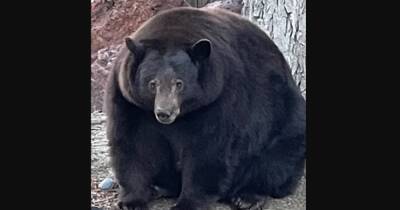 В Калифорнии медведь Йоги ломает домовладения местных жителей и мешает им отдыхать (видео) - focus.ua - США - Украина - штат Коннектикут - шт. Калифорния