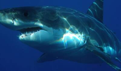 В Австралии белая акула убила пловца - newizv.ru - США - Австралия - Бразилия - Новая Каледония