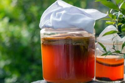 Сибирские ученые превратили овсяную шелуху в ценный продукт с помощью чайного гриба - tayga.info - Россия - Бийск