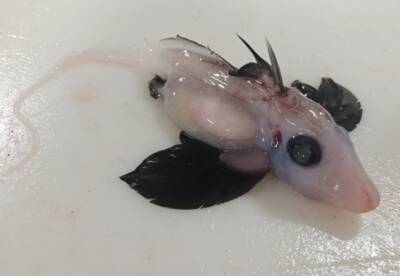 Ученые обнаружили редкого детеныша морской химеры - facenews.ua - Украина - Новая Зеландия