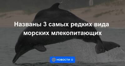 Названы 3 самых редких вида морских млекопитающих - news.mail.ru - шт. Калифорния