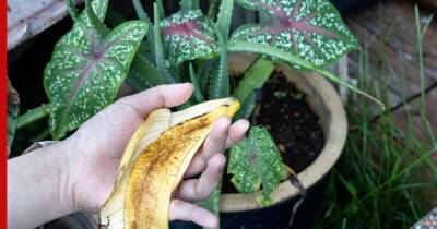 Тропическая нотка: 4 способа подкормки растений банановой кожурой - profile.ru