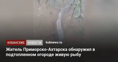 Житель Приморско-Ахтарска обнаружил в подтопленном огороде живую рыбу - kubnews.ru - Краснодарский край - Ахтарск