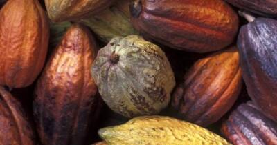 Майя - Подарок богов. Археологи обнаружили священные рощи какао, которые выращивали майя - focus.ua - США - Украина - Мексика - Юта