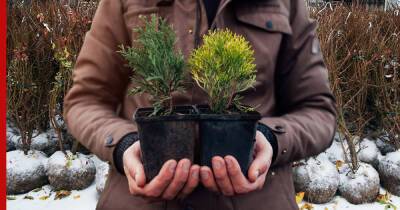 Зимняя идея: как высаживать деревья на приусадебном участке - profile.ru