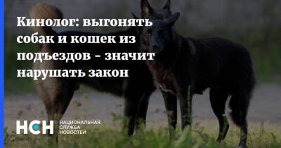 Кинолог: выгонять собак и кошек из подъездов - значит нарушать закон - nsn.fm - Россия