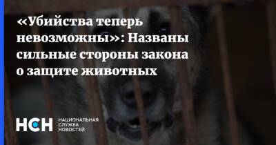 «Убийства теперь невозможны»: Названы сильные стороны закона о защите животных - nsn.fm - Россия