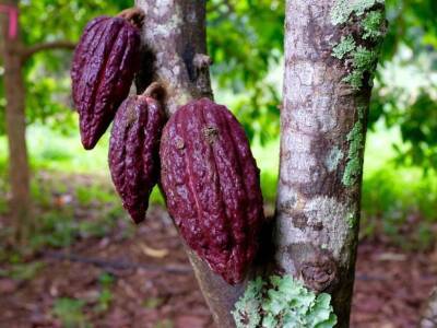 Древние майя выращивали священные деревья какао в карстовых воронках - polit.ru - США - Mexico