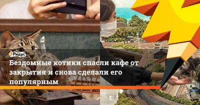 Бездомные котики спасли кафе от закрытия и снова сделали его популярным - ridus.ru