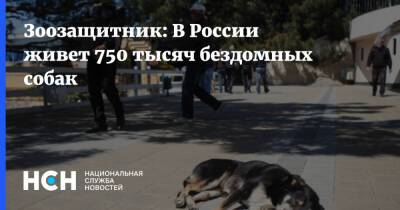 Владимир Бурматов - Зоозащитник: В России живет 750 тысяч бездомных собак - nsn.fm - Москва - Россия