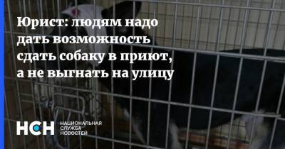 Юрист: людям надо дать возможность сдать собаку в приют, а не выгнать на улицу - nsn.fm - Россия