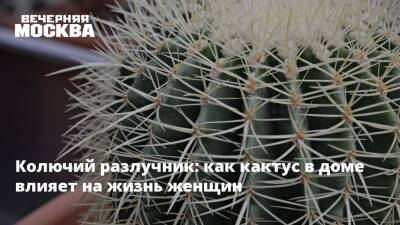 Колючий разлучник: как кактус в доме влияет на жизнь женщин - vm.ru