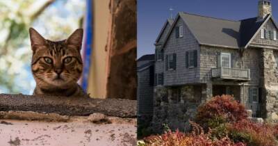 Хозяин раскрыл тайны старого дома благодаря необычному поведению кота - ren.tv