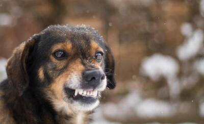 «Кожа с головы свисает, кровь повсюду»: стая собак напала на маленькую девочку - news.megatyumen.ru - Челябинск
