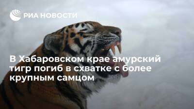 Сергей Арамилев - В Хабаровском крае молодой амурский тигр погиб в схватке с более крупным и сильным самцом - ria.ru - Россия - Амурская обл. - Хабаровский край - Приморье край - Хабаровск - Южный - Дальний Восток