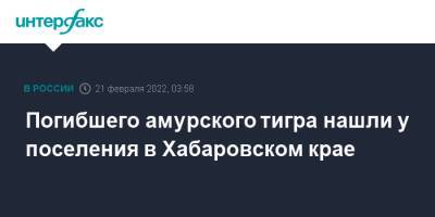 Погибшего амурского тигра нашли у поселения в Хабаровском крае - interfax.ru - Москва - Хабаровский край - Южный