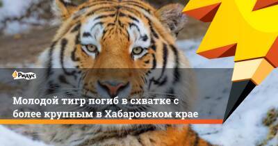 Молодой тигр погиб в схватке с более крупным в Хабаровском крае - ridus.ru - Хабаровский край