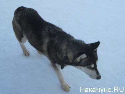 На Среднем Урале псы напали на ребенка на охраняемой базе - nakanune.ru - Свердловская обл.