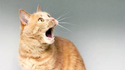 Молчание котят: зоозащитники и юристы объяснили опасность ошейников с электрошоком - 5-tv.ru