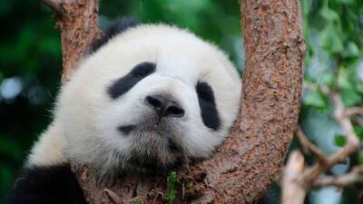 Зоя Осколкова - Джо Байден - США хотят законодательно лишить Китай монополии на разведение панд - newdaynews.ru - Китай - США - Вашингтон - New York - Пекин