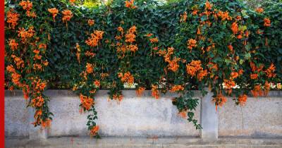 Чем замаскировать неприглядный забор на даче: 5 красивых, но простых в уходе растений - profile.ru