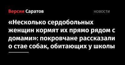 «Несколько сердобольных женщин кормят их прямо рядом с домами»: покровчане рассказали о стае собак, обитающих у школы - nversia.ru - Саратовская обл. - Саратов