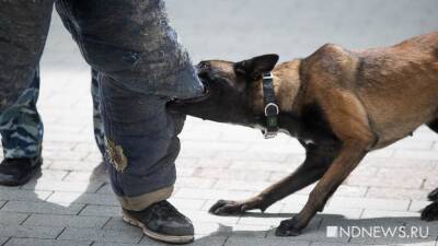 Жители Лабытнанги обещают убить уличных собак, если животных не отловят - newdaynews.ru - Лабытнанги