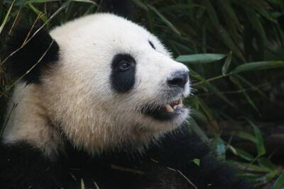 В Конгрессе США появился проект закона о лишении КНР монополии на панд - inforeactor.ru - Китай - США - Вашингтон - Пекин