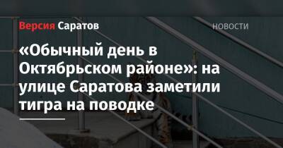 «Обычный день в Октябрьском районе»: на улице Саратова заметили тигра на поводке - nversia.ru - Россия - Саратов - Энгельс - район Октябрьский, Саратов