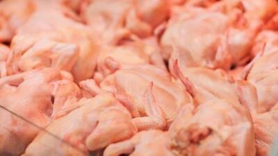 Диетическая смерть: как избавить курицу от вредной «химии» - 5-tv.ru