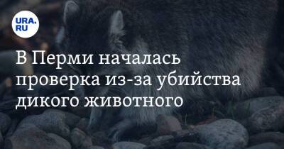 В Перми началась проверка из-за убийства дикого животного - ura.news - Пермь - Салехард - Пермский край