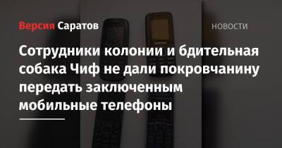 Сотрудники колонии и бдительная собака Чиф не дали покровчанину передать заключенным мобильные телефоны - nversia.ru - Саратовская обл.