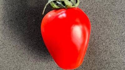 Новые овощи в Израиле: помидоры-сердечки, мини-перчики для фаршировки и другие - vesty.co.il - Израиль