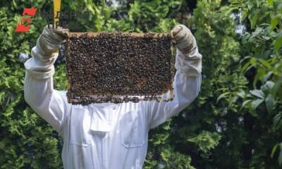 Живая цепь: пчеловоды Башкирии протестуют против французских инвесторов - fedpress.ru - Башкирия - Уфа - район Ишимбайский